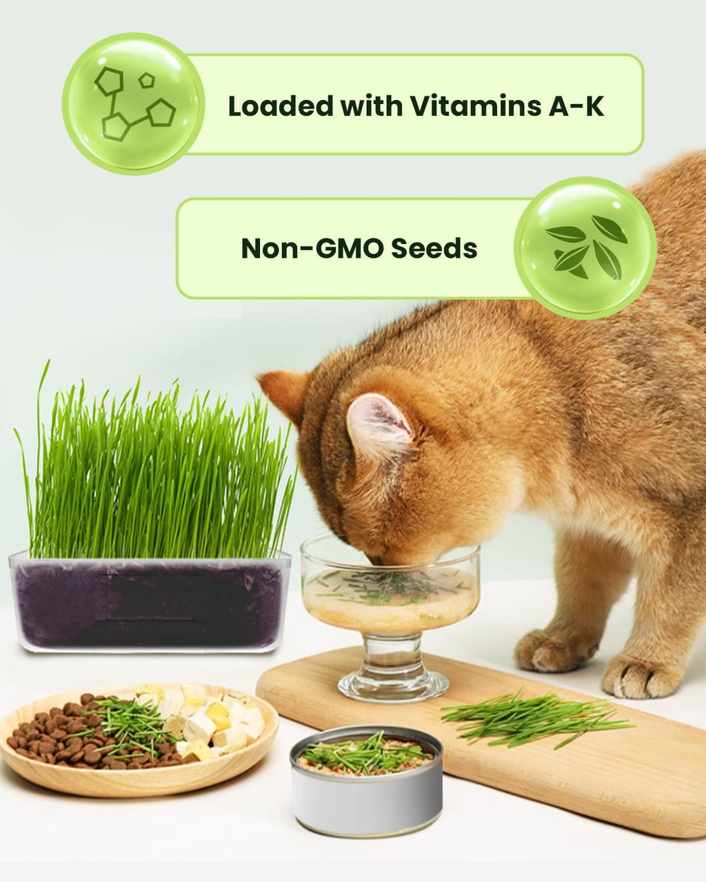 3 Pack Cat Grass Seeds Growing Kit F277421