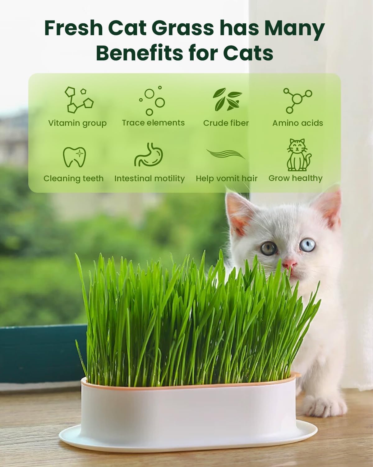3 Pack Cat Grass Seeds Growing Kit F277421