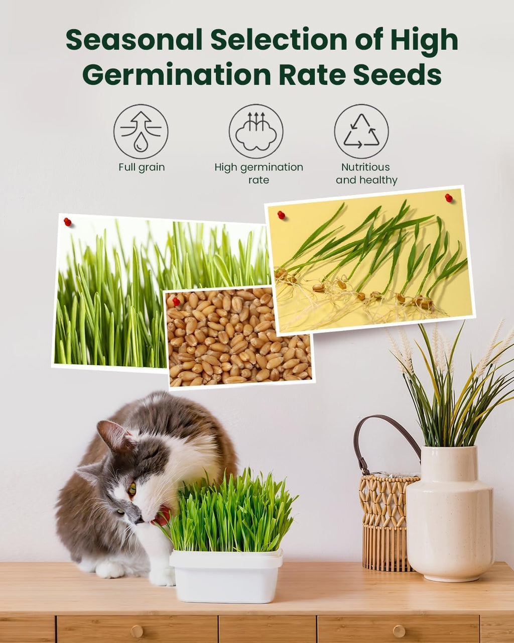 3 Pack Cat Grass Seeds Growing Kit F277421