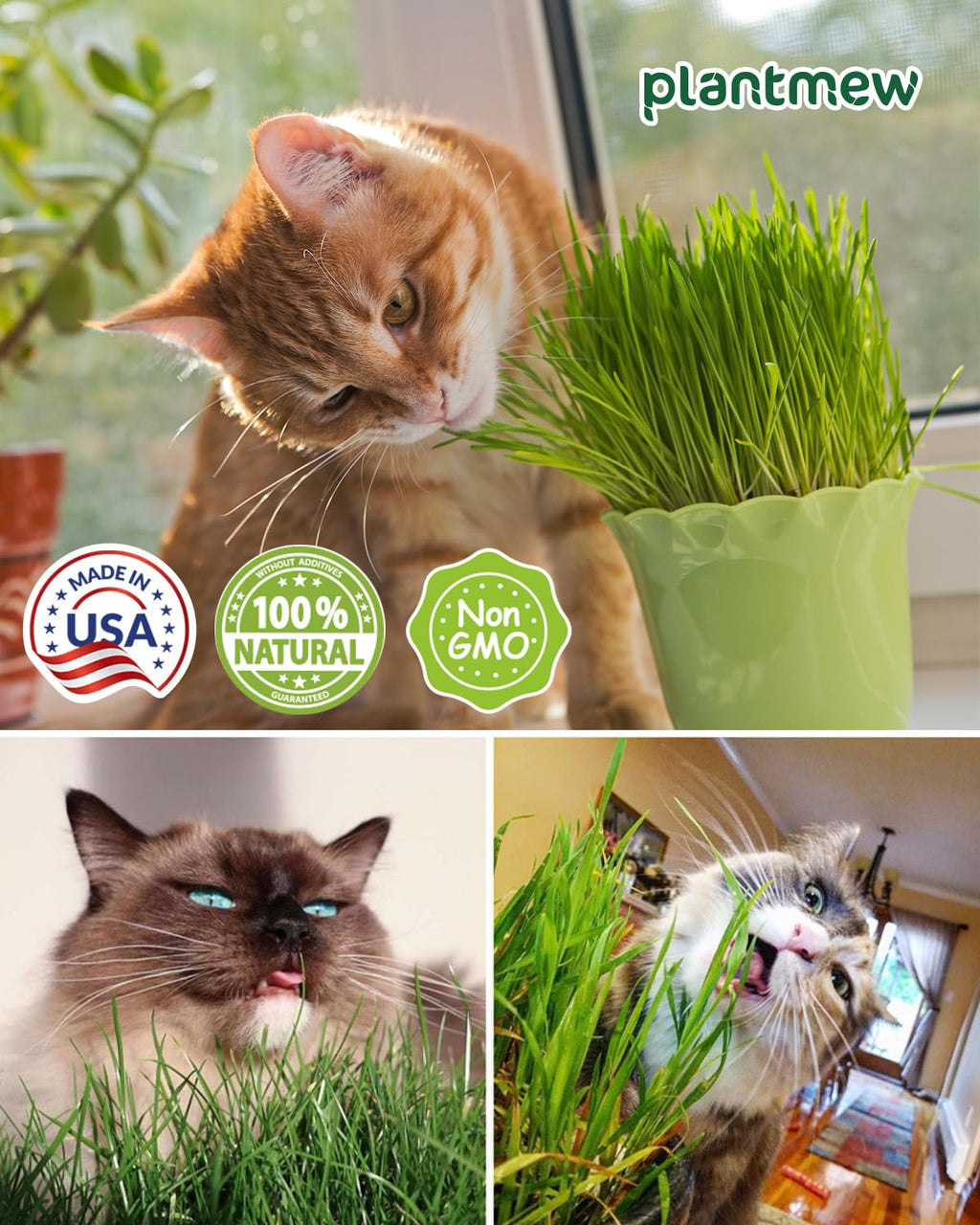 3 Pack Cat Grass Seeds Growing Kit F277421