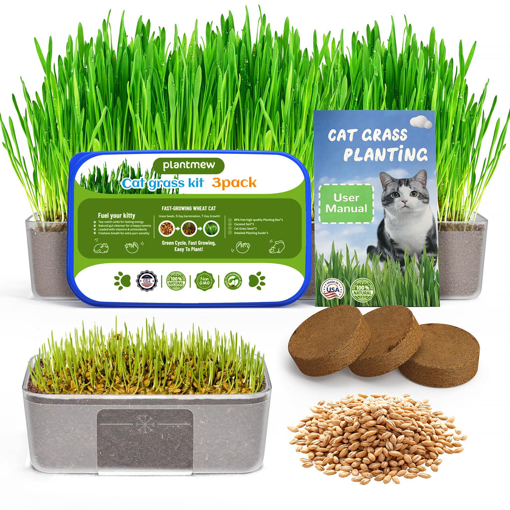 3 Pack Cat Grass Seeds Growing Kit F277421